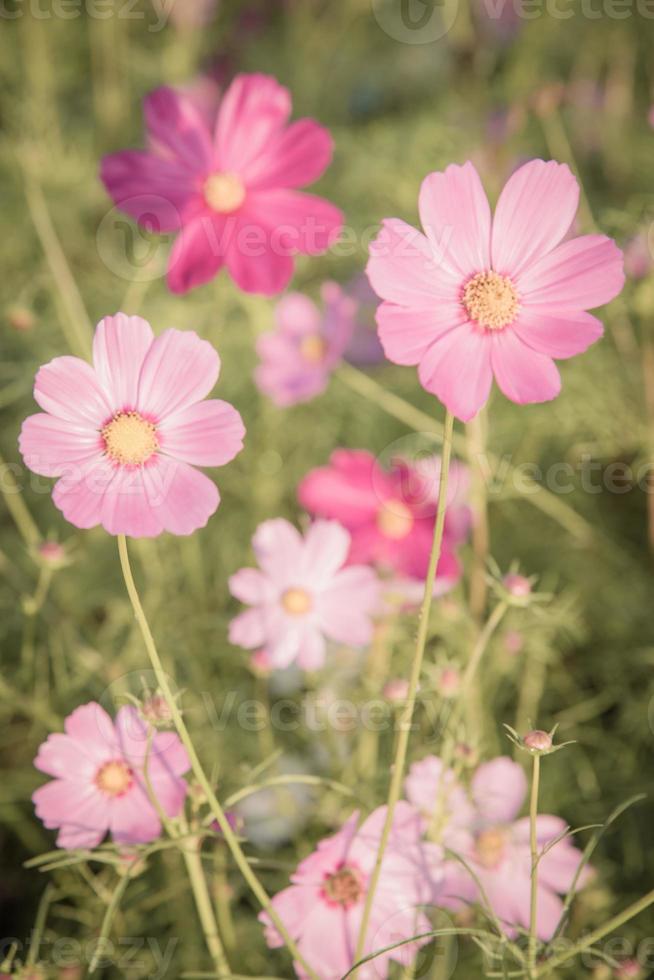 Vintage Kosmosblumen. foto