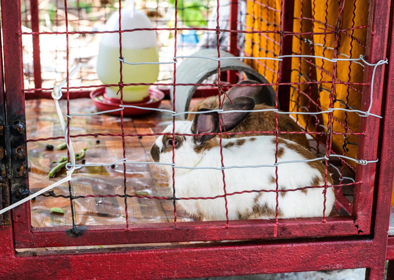 Zwei Kaninchen wurden in einem alten Käfig aufgezogen. foto