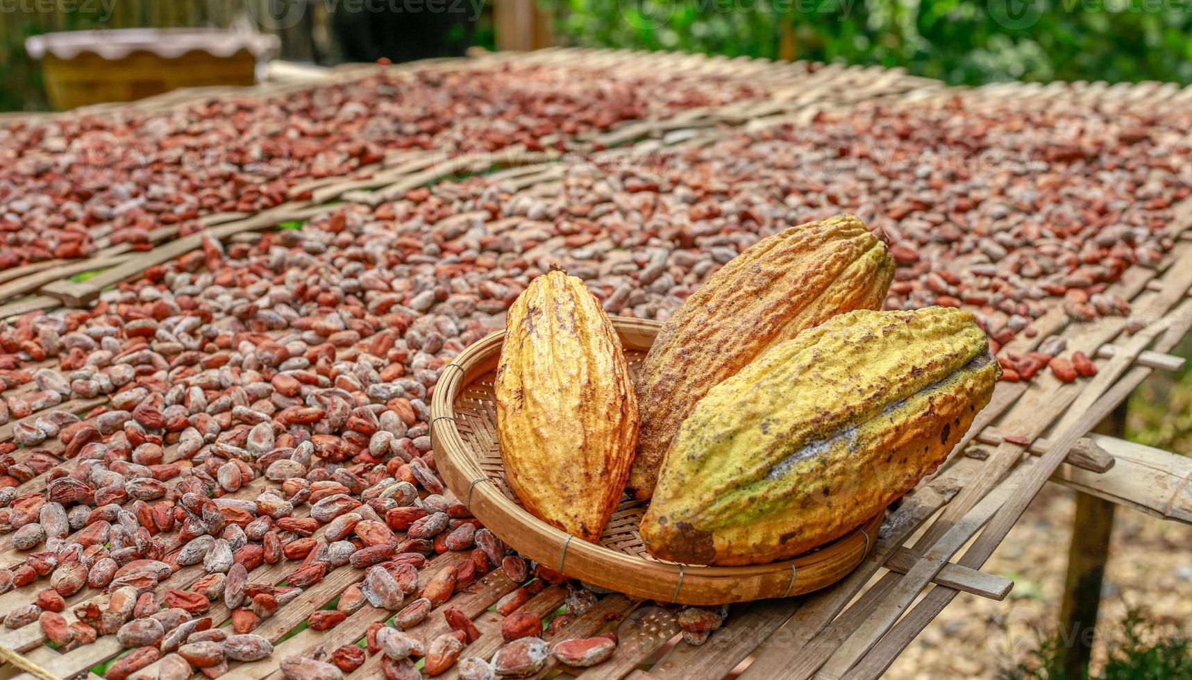 trockener Kakao im Freien. foto