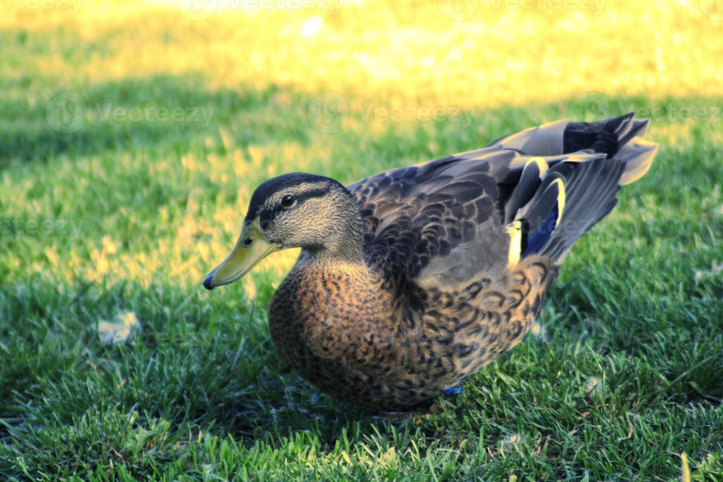 eine ente im gras in miskolc foto