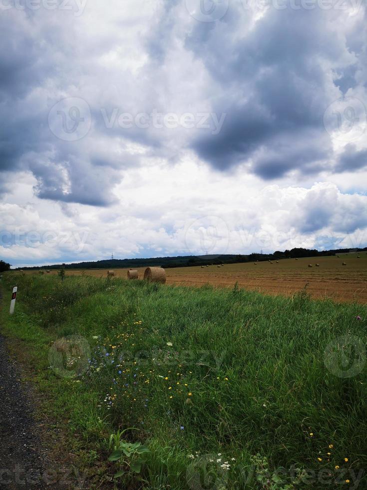 eine große grüne Wiese mit Bäumen im Hintergrund foto