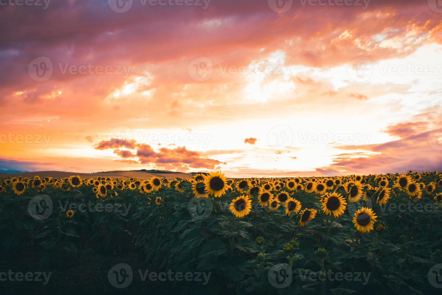 Panorama des Feldes der blühenden Sonnenblumen lebendiger Hintergrund sunset.purple Sonnenuntergang dramatischer Himmel foto