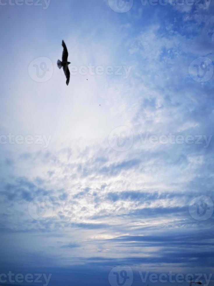 Möwe fliegt an einem Sommerabend am Strand des Plattensees foto
