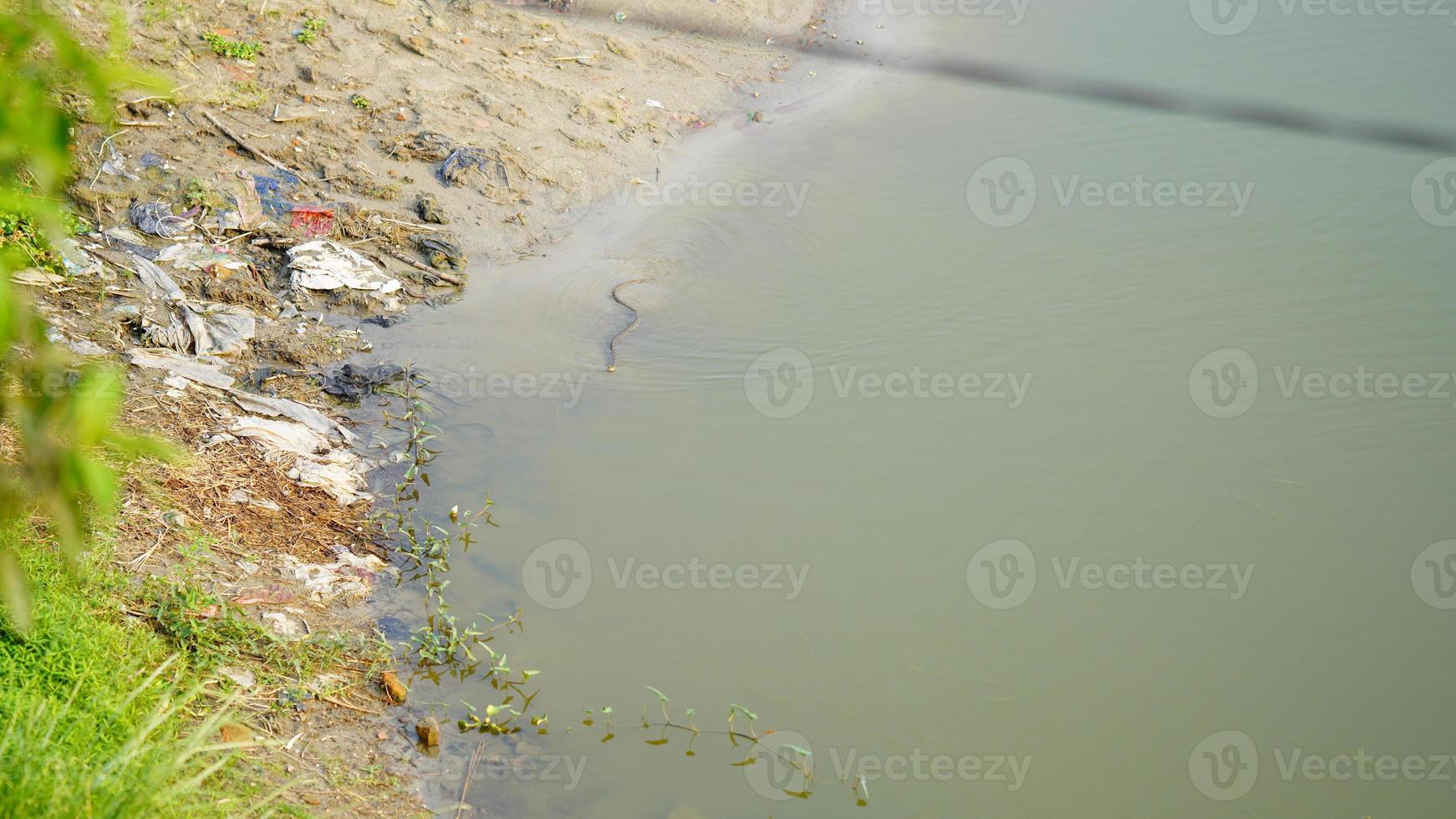 Schlange im Wasserbild foto