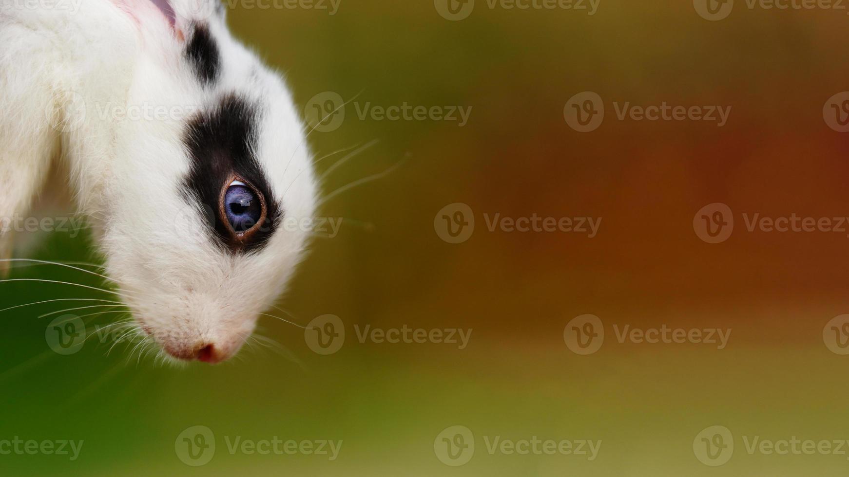 Nahaufnahme des Gesichtsbildes des blauen Auges des Kaninchens foto