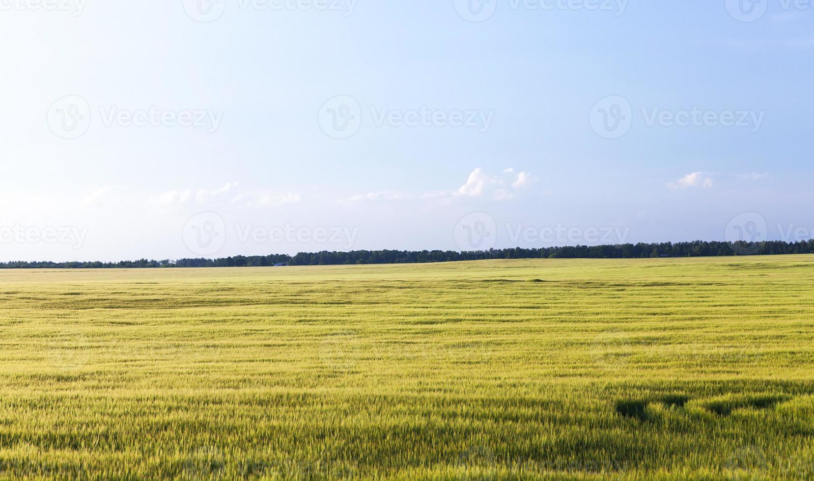 grünes unreifes Getreide foto