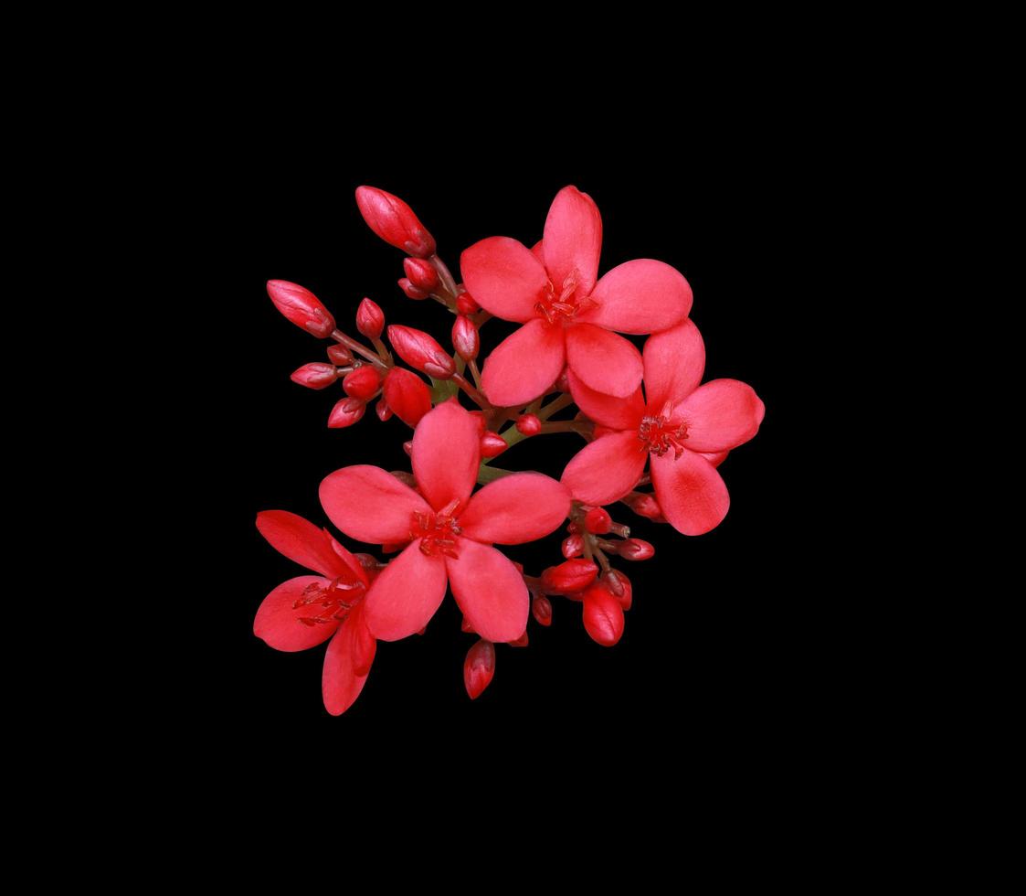 Baumwollblättrige Jatropha oder Peregrina oder würzige Jatropha-Blume. Nahaufnahme rot-rosa exotischer Blumenstrauß isoliert auf schwarzem Hintergrund. Draufsicht auf kleinen Blumenstrauß. foto