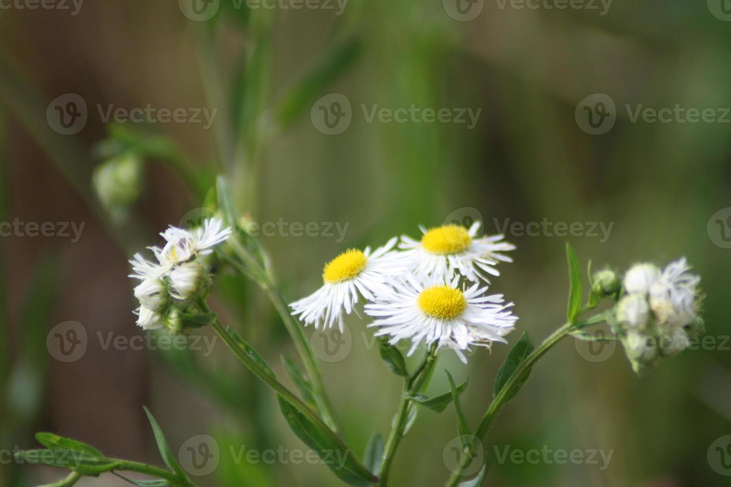 eine Vase mit Blumen auf einer Pflanze foto