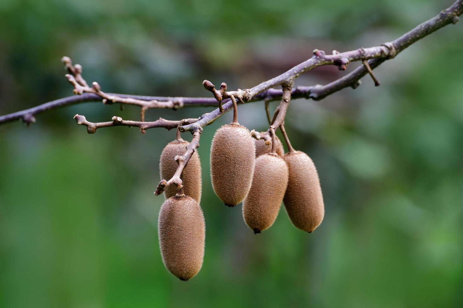 Haufen reifer Kiwis auf dem Ast foto