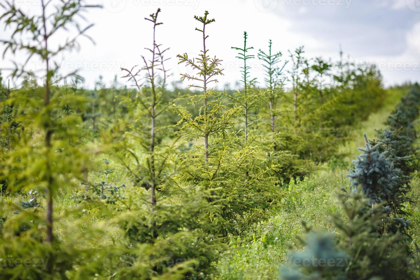 Reihen junger Koniferen im Gewächshaus mit vielen Pflanzen auf der Plantage foto