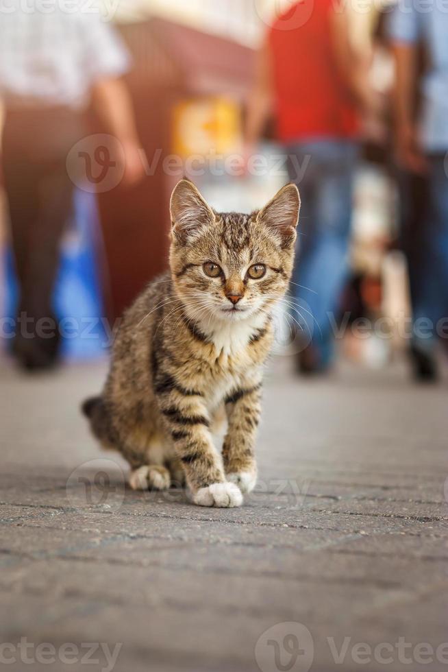 Süßes, verängstigtes, obdachloses, braun gestreiftes kleines Kätzchen, das auf dem Bürgersteig in der Großstadt sitzt. Bokeh-Massenhintergrund foto