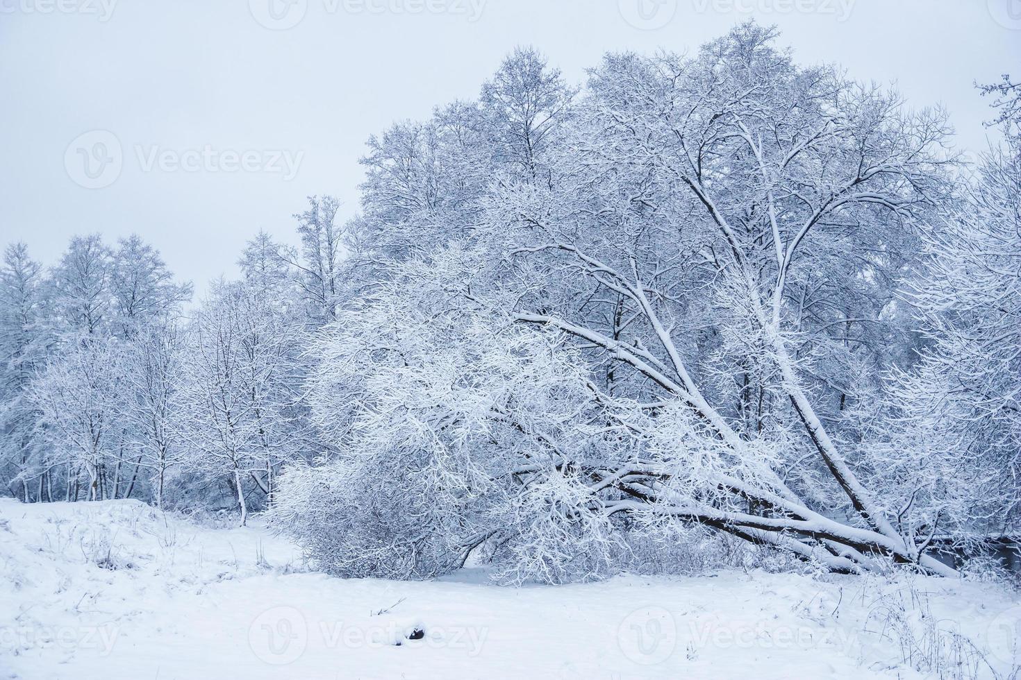 Winterlandschaft. schneebedeckte Bäume mit Frost. Wintermärchen foto