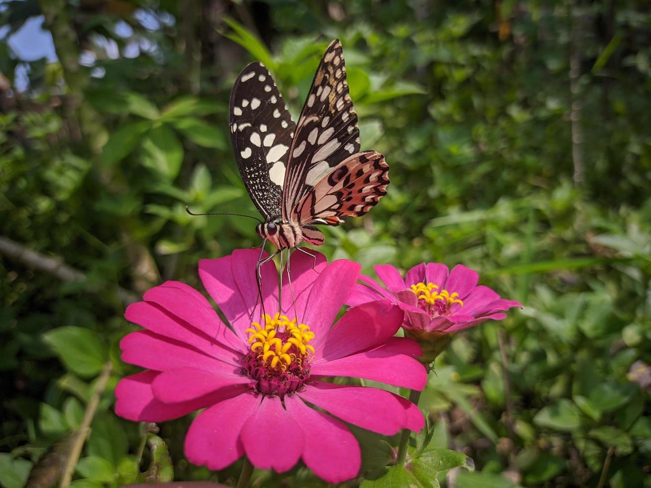 500px schöner Landschaftsfoto-Tierschmetterling, der auf roter Blume hockt foto