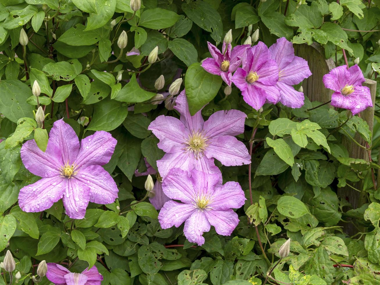 rosafarbene Clematis-Blüten. Knospen und grüne Blätter foto