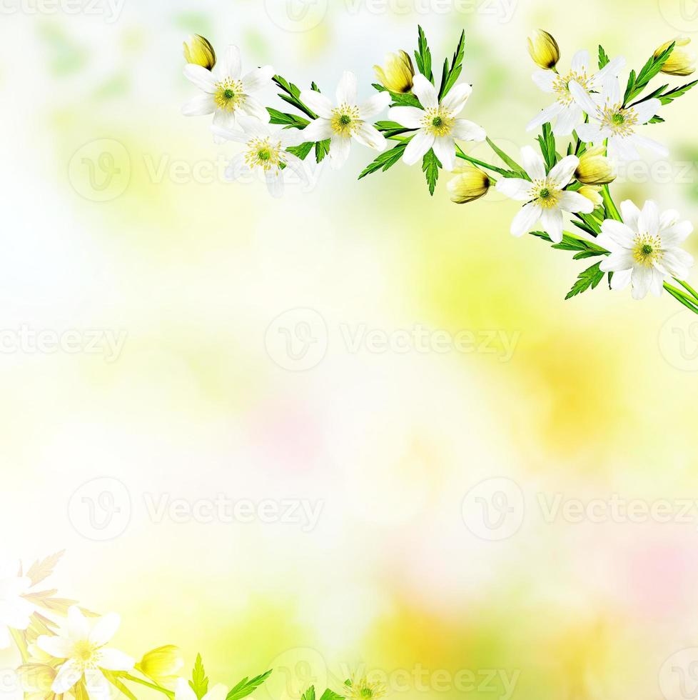 erste Frühlings-Schneeglöckchen-Blume. foto
