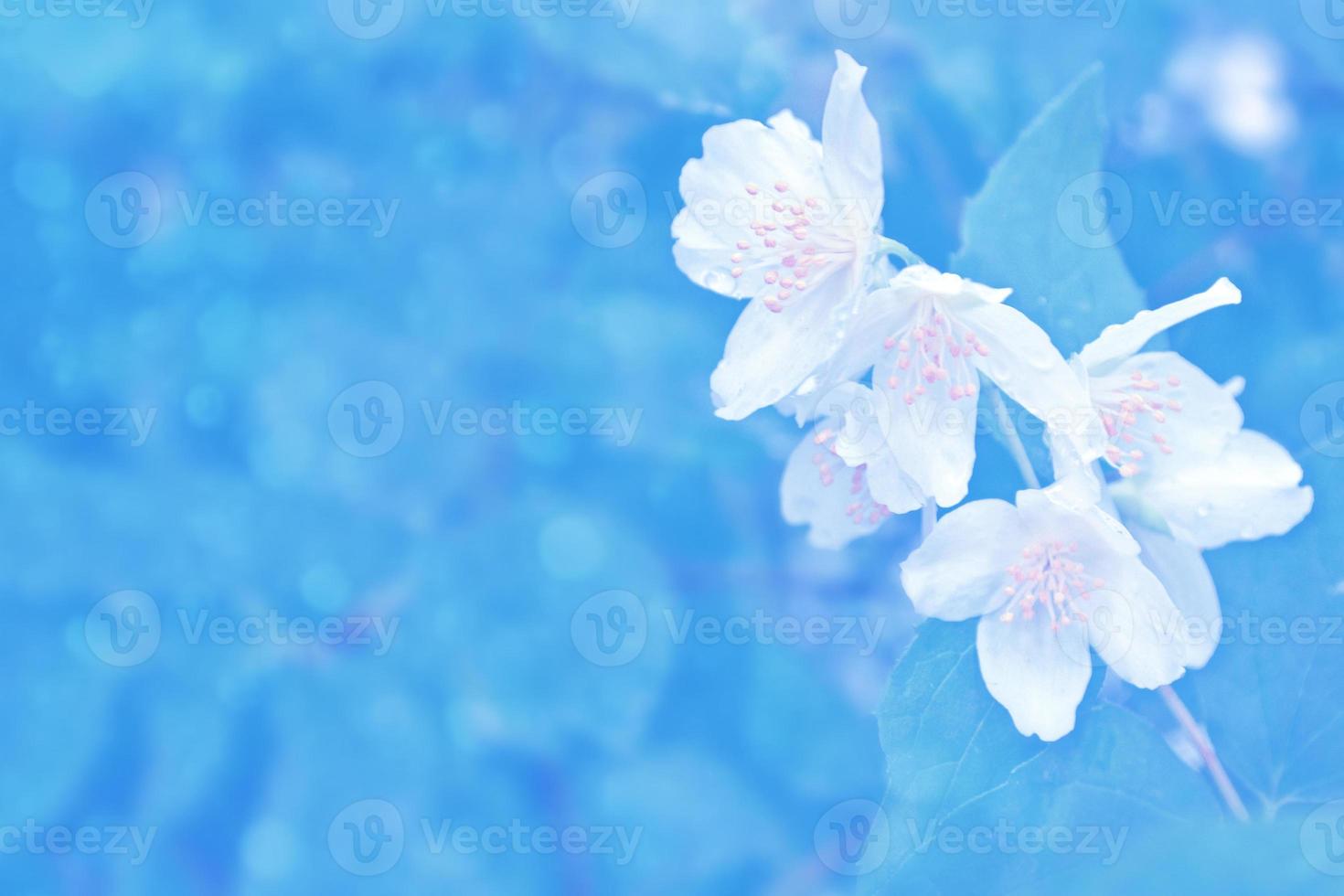 weißer jasmin der zweig zarte frühlingsblumen foto