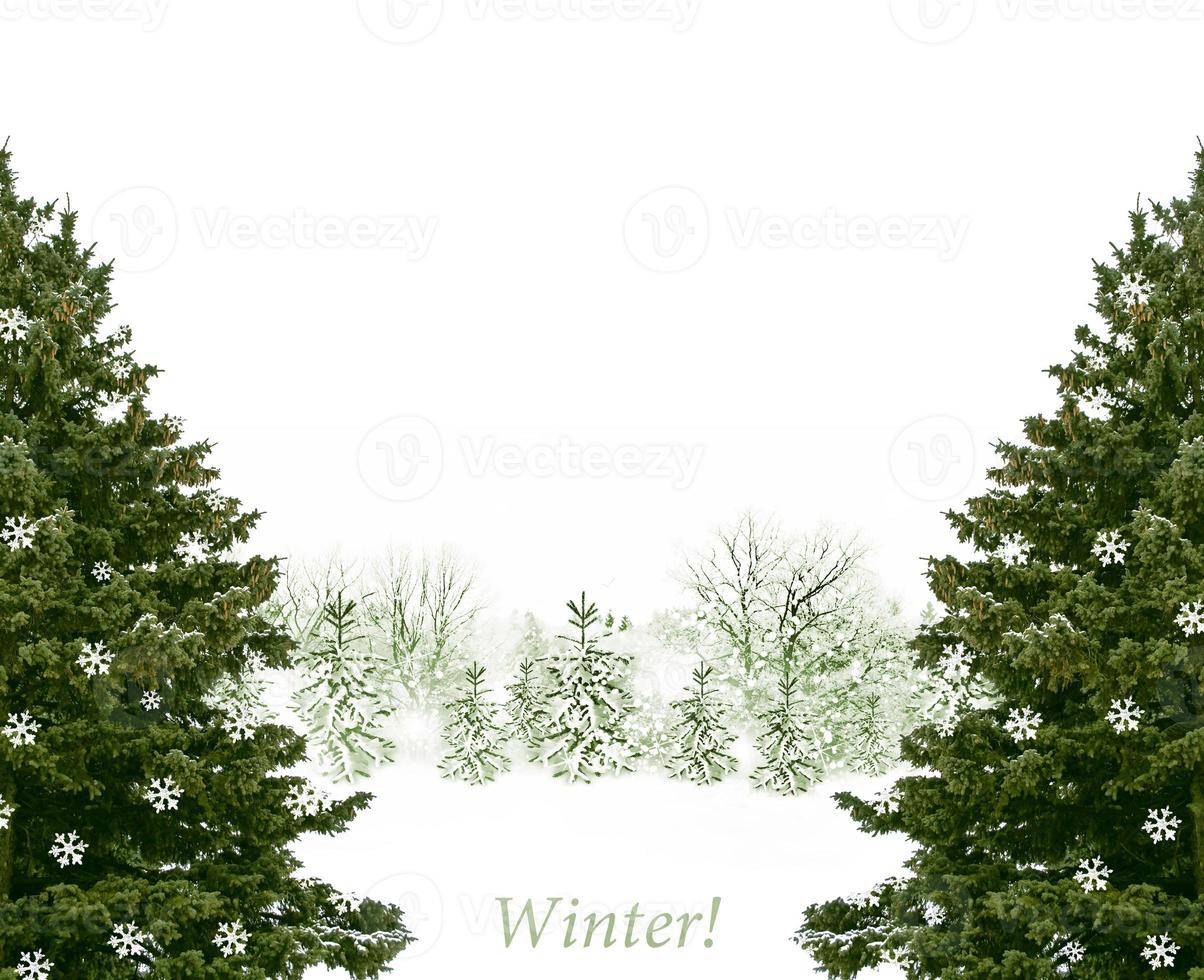 Wald im Frost. Winterlandschaft. schneebedeckte Bäume foto