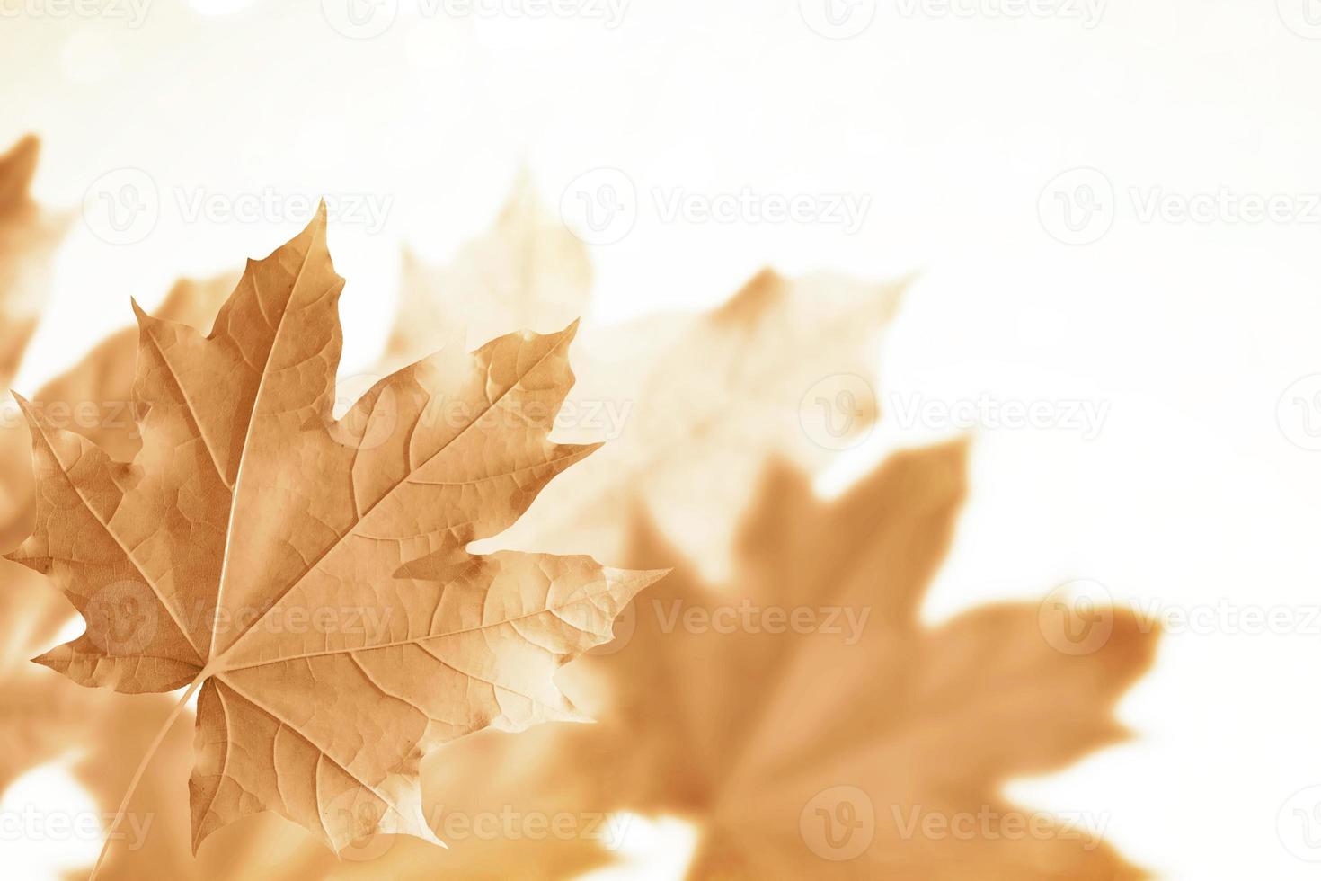 Herbstlandschaft mit leuchtend buntem Laub. Indischer Sommer. foto