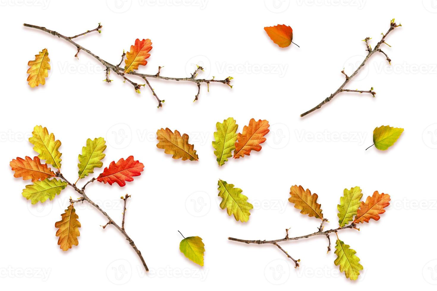 Blätter im Herbst isoliert auf weißem Hintergrund. foto