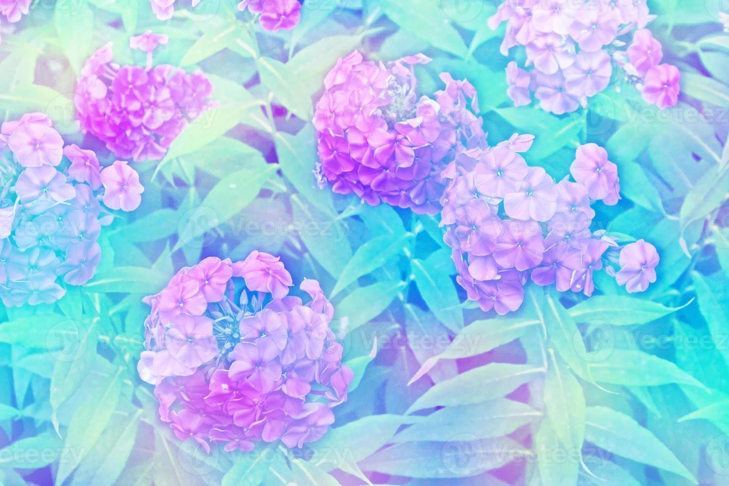 bunte Phloxblumen auf einem Hintergrund der Sommerlandschaft. foto
