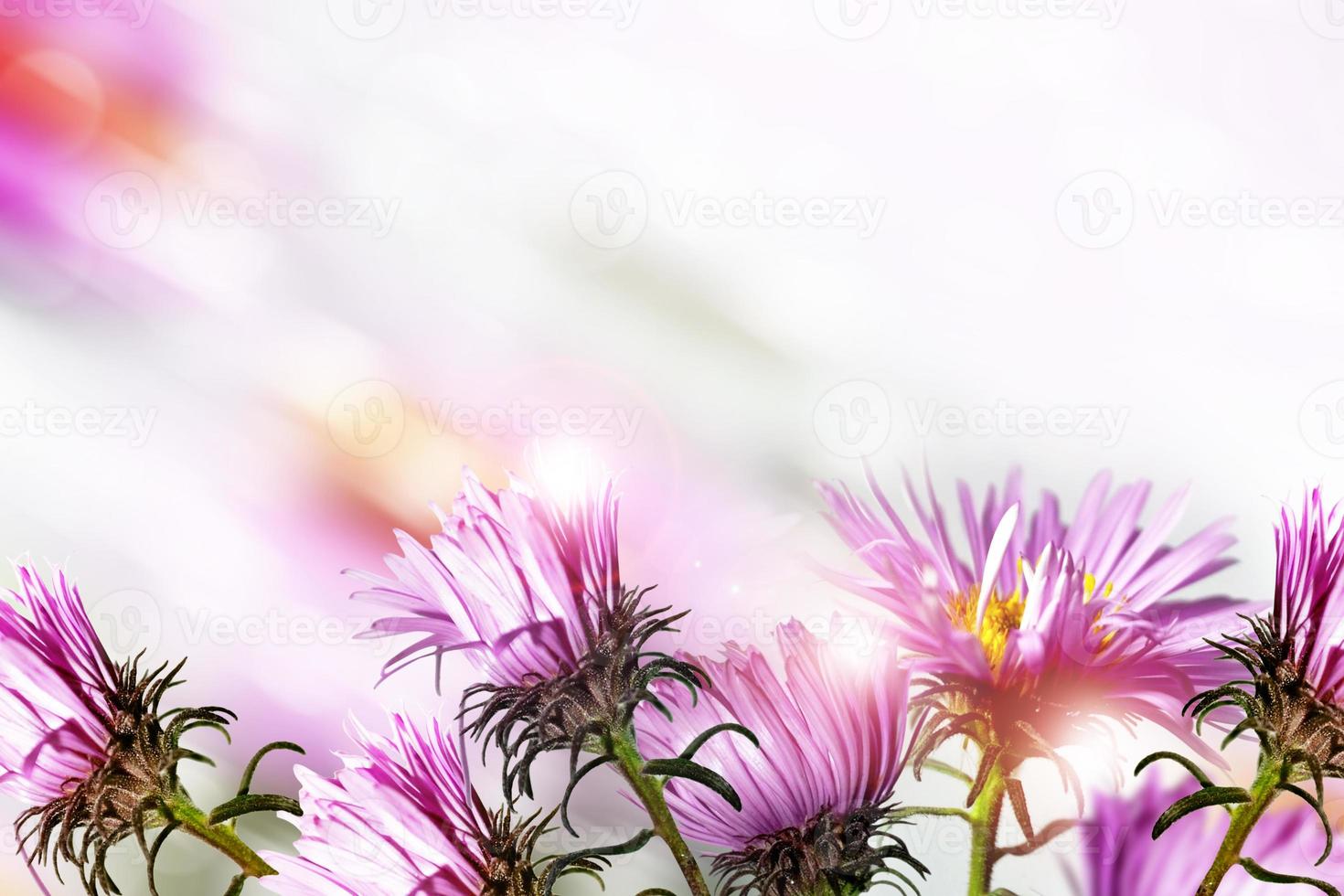 Herbstblumen Astern. Landschaft. foto