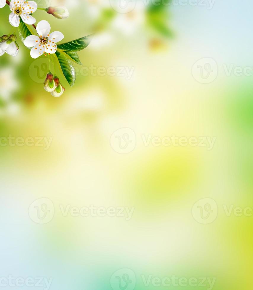 leuchtend bunte Frühlingsblumen foto