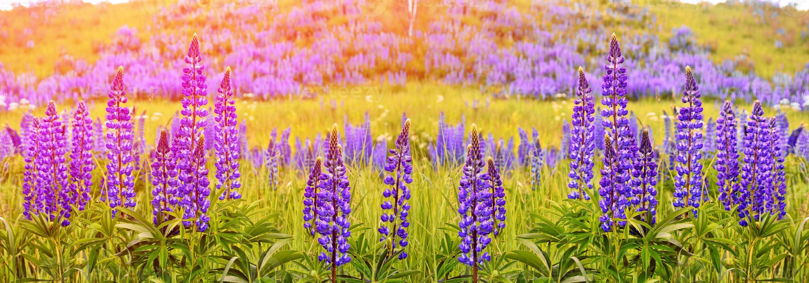 sommerlandschaft mit schönen hellen lupinenblumen foto