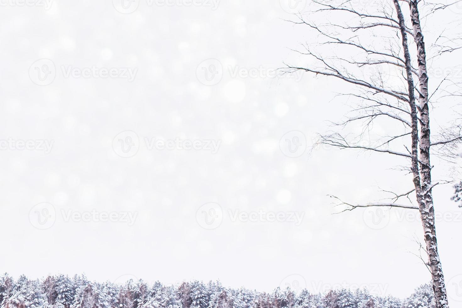 gefrorener Winterwald mit schneebedeckten Bäumen. foto