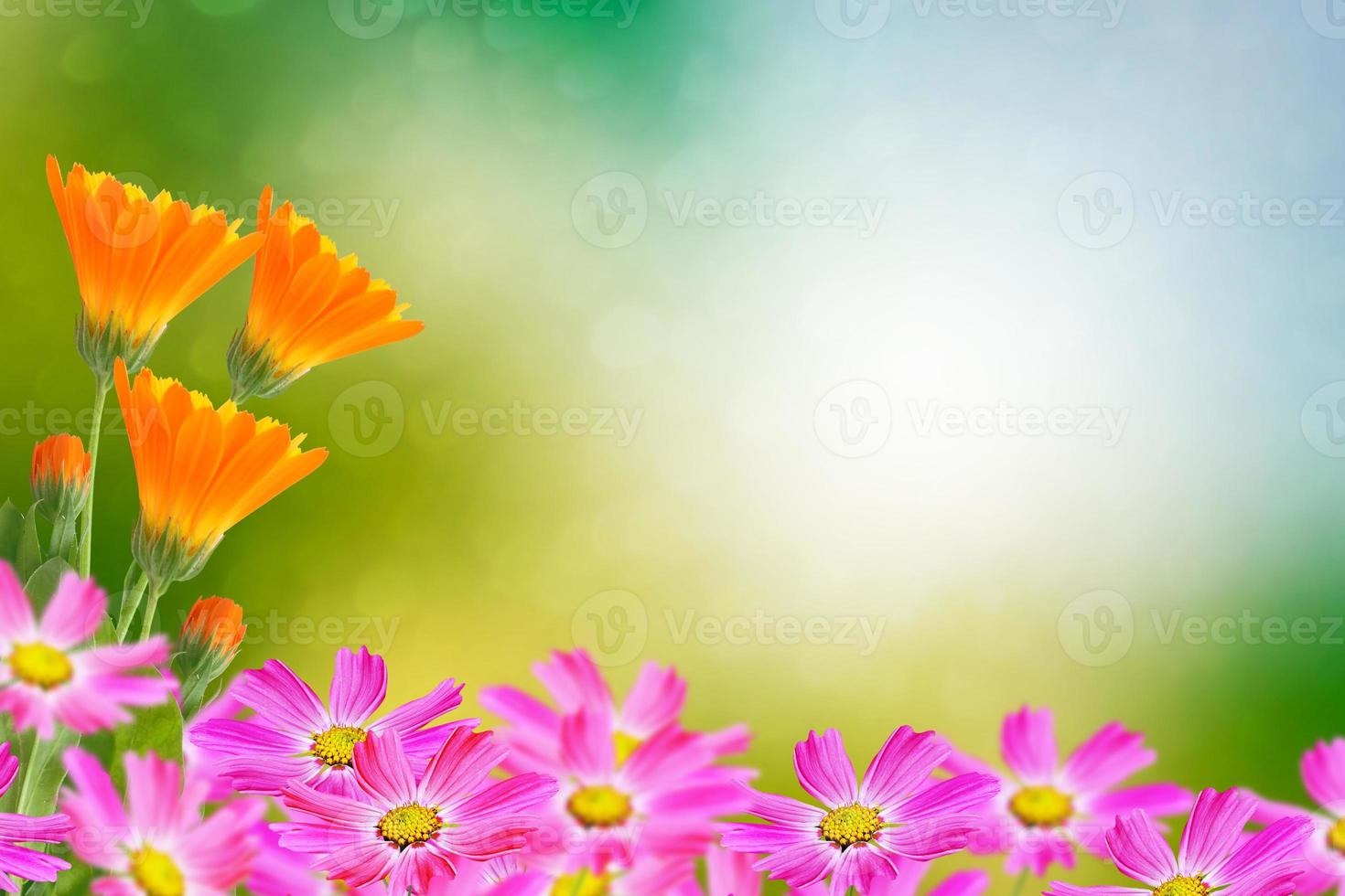 floraler hintergrund aus blumenkosmos und ringelblume foto