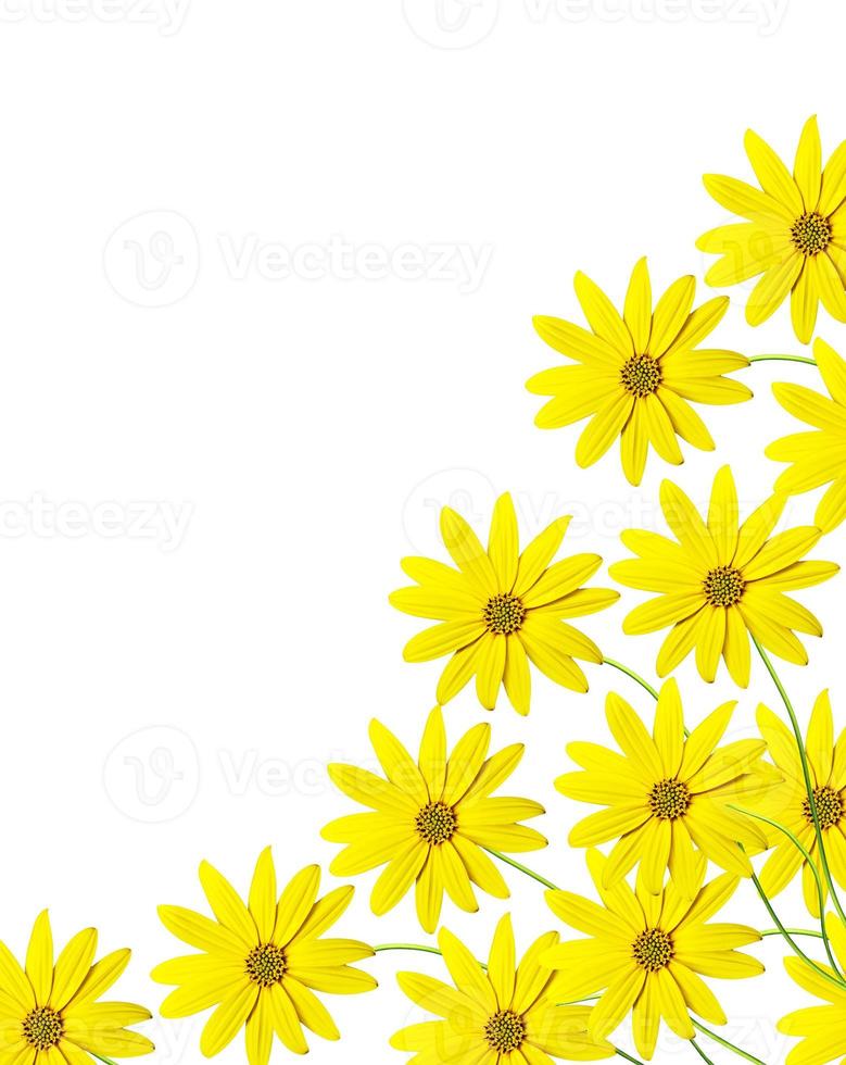 Dahlienblume isoliert auf weißem Hintergrund foto