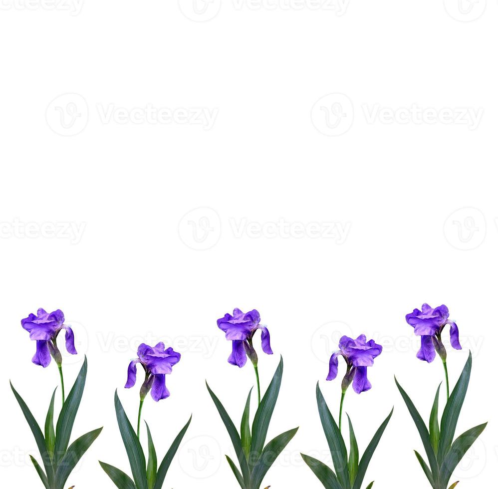 Frühlingsblumen Iris isoliert auf weißem Hintergrund. foto