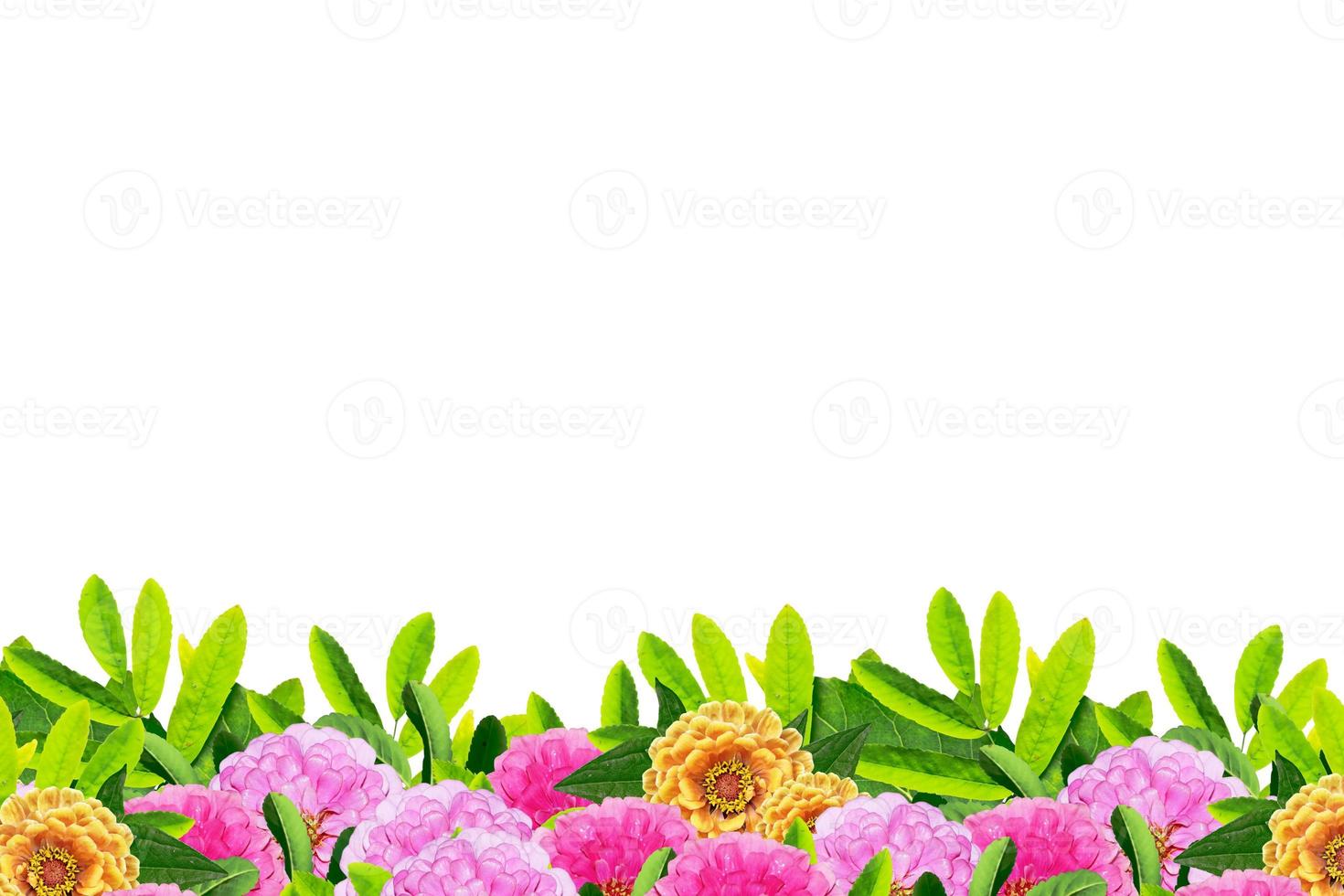 bunte Blumen Zinnien isoliert auf weißem Hintergrund. foto