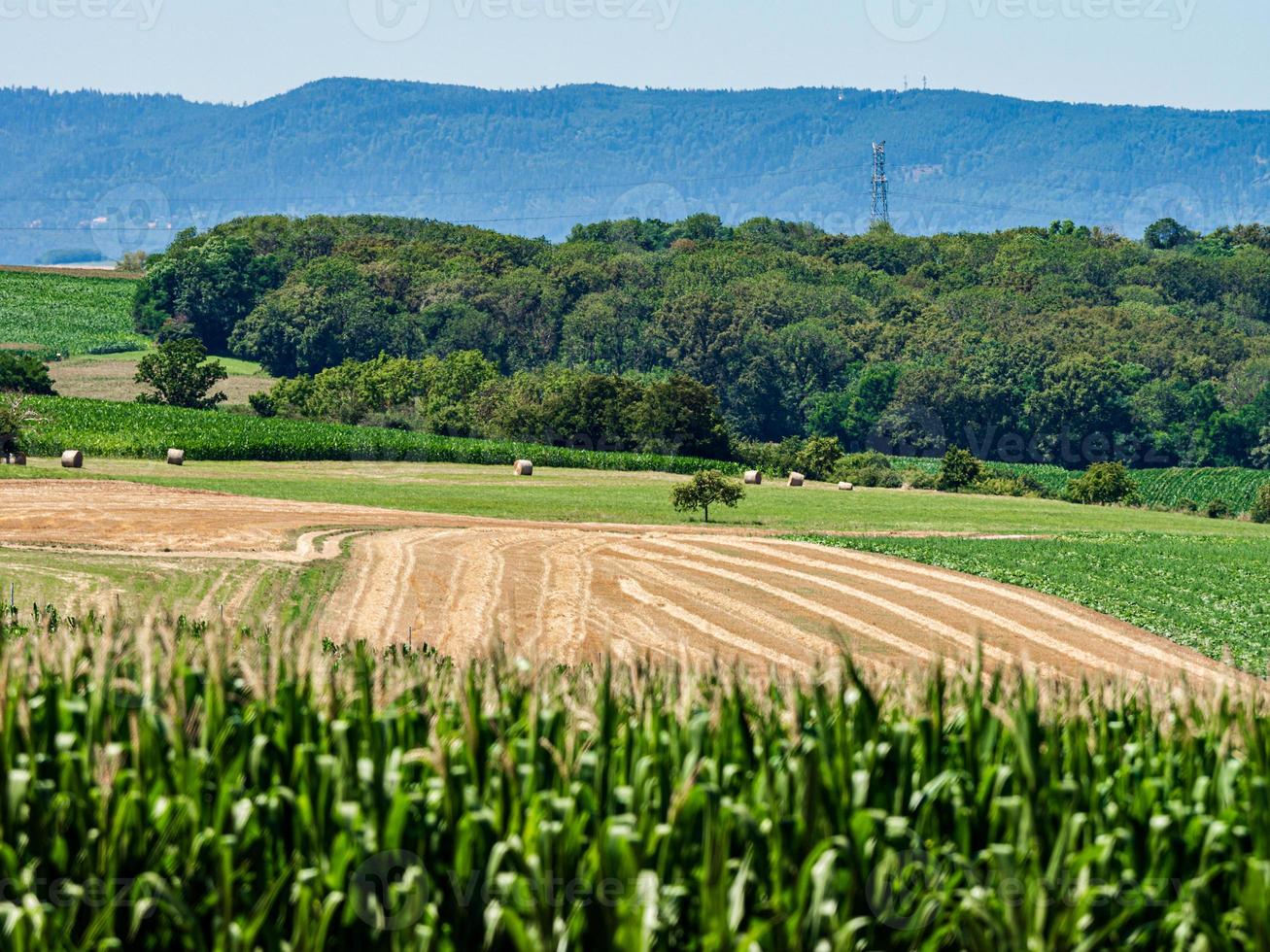 Zylinderförmige Heuballen auf den Feldern des Elsass. foto