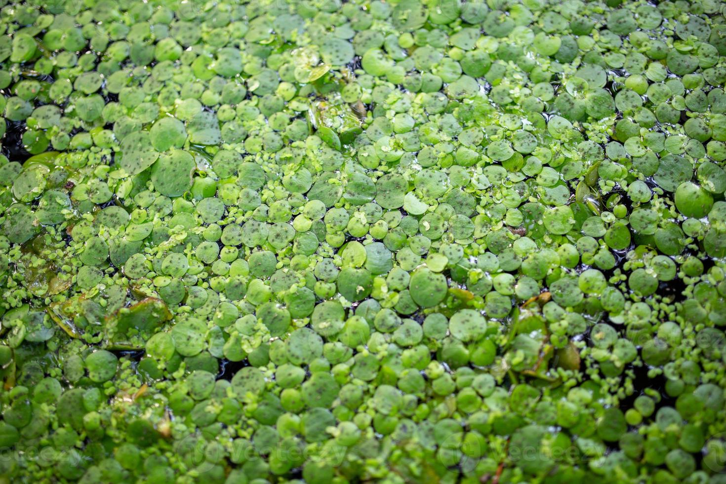 Lemna kleinere Textur Nahaufnahme an einem Sommertag. Wasserpflanze grünes Muster Makrofotografie. foto