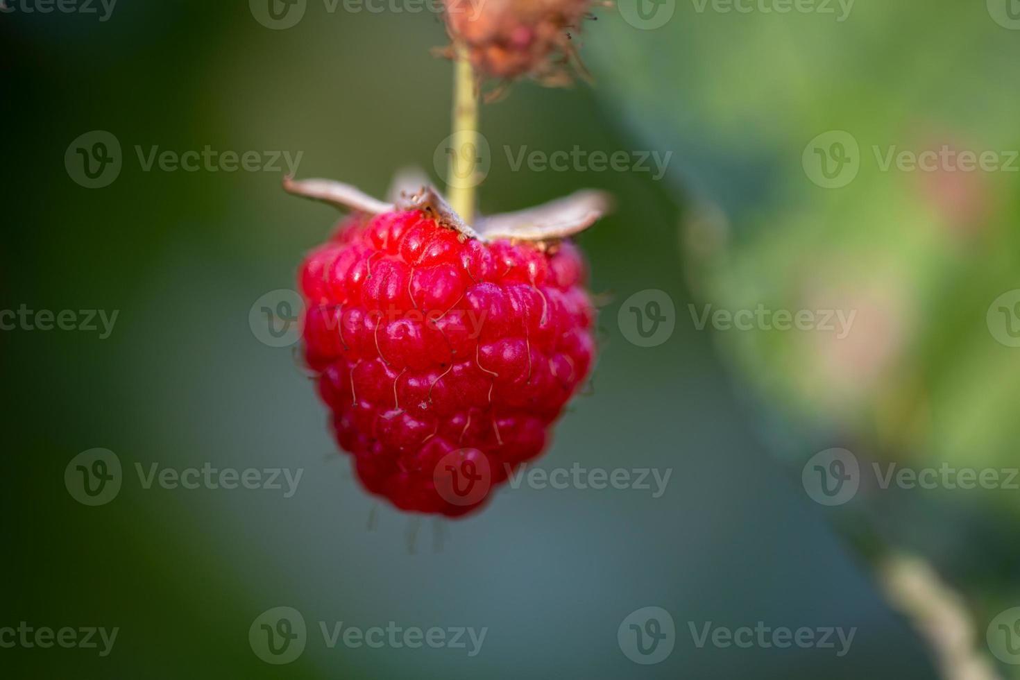 Beere der Gartenhimbeere, die an einem sonnigen Sommertag an einer Zweigmakrofotografie hängt. saftige rote Himbeernahaufnahme auf grünem Hintergrund im Spätsommer. foto