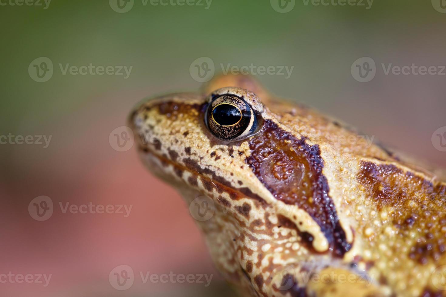 Porträt eines Frosches im Profil Nahaufnahmefoto an einem Sommertag. Krötenauge hautnah im Sommergarten. Frosch Hautstruktur detaillierte Fotografie. foto