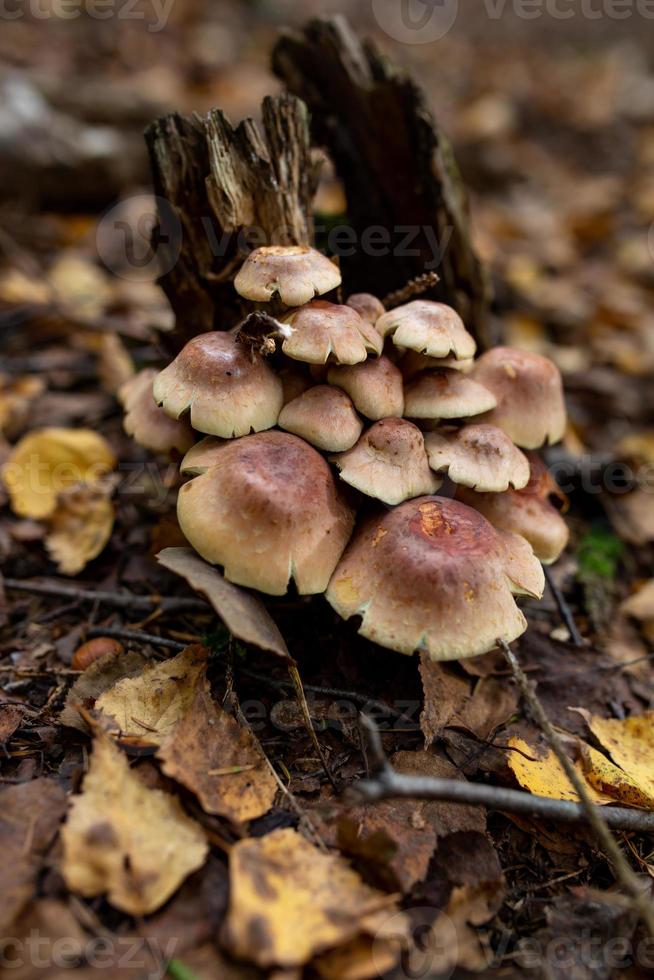 eine Familie von Honigpilzen, die auf einer Baumstamm-Waldfotografie wachsen. Eine Gruppe von Pilzen auf der Rinde eines Baumes im Herbstwald. foto