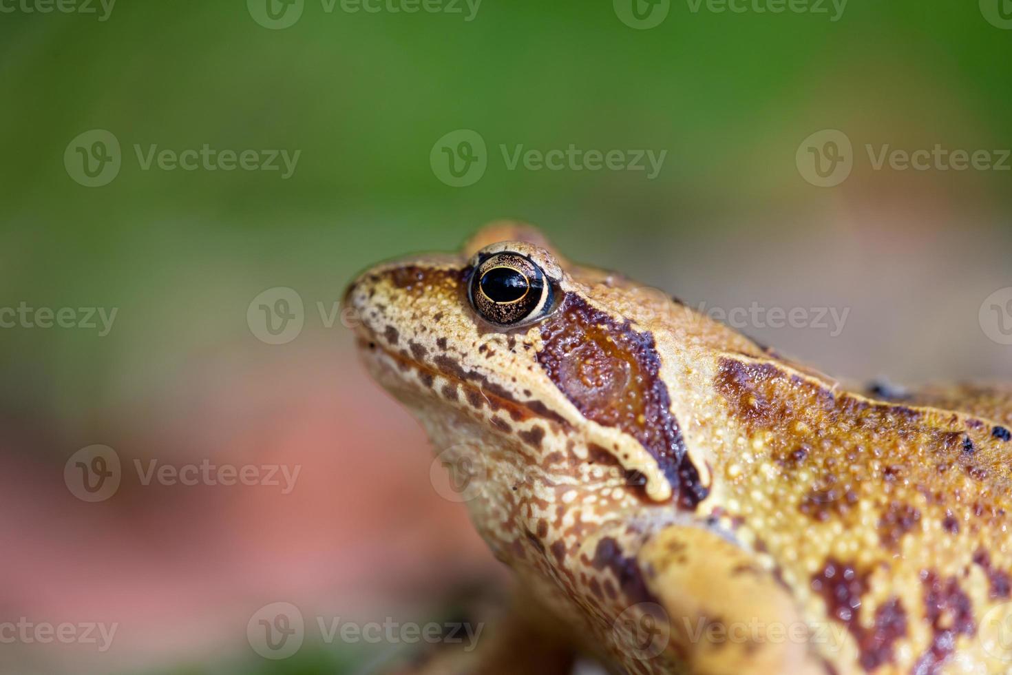 Porträt eines Frosches im Profil Nahaufnahmefoto an einem Sommertag. Krötenauge hautnah im Sommergarten. Frosch Hautstruktur detaillierte Fotografie. foto