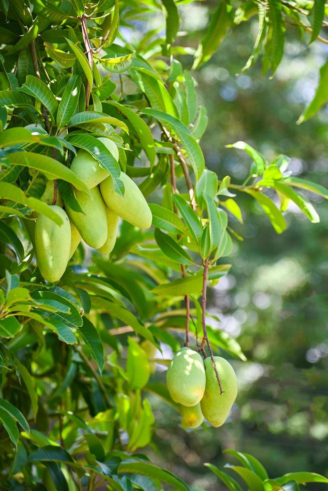 mango, die am mangobaum mit blatthintergrund im sommerobstgartenobstgarten hängt, junge rohe grüne mangofrucht foto