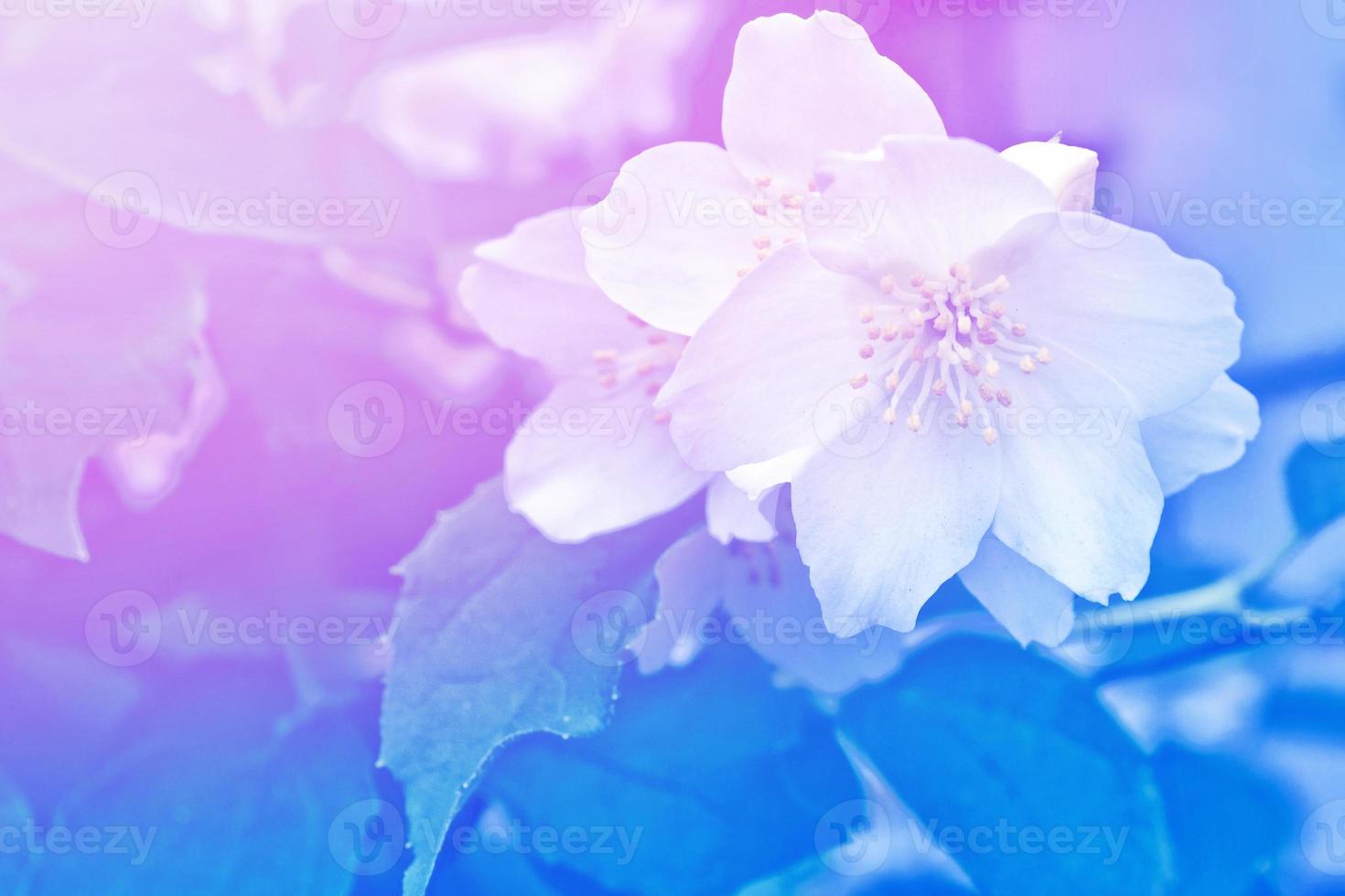 weißer jasmin der zweig zarte frühlingsblumen foto