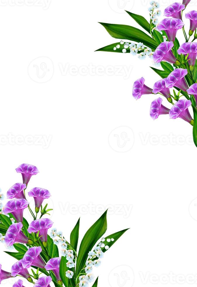 Blaue Blumen Campanula isoliert auf weißem Hintergrund foto