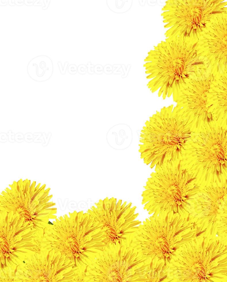 Löwenzahnblumen lokalisiert auf weißem Hintergrund foto