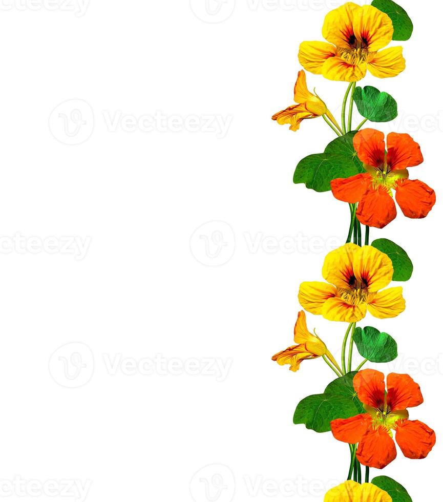 Kapuzinerkresse-Blüten isoliert auf weißem Hintergrund foto
