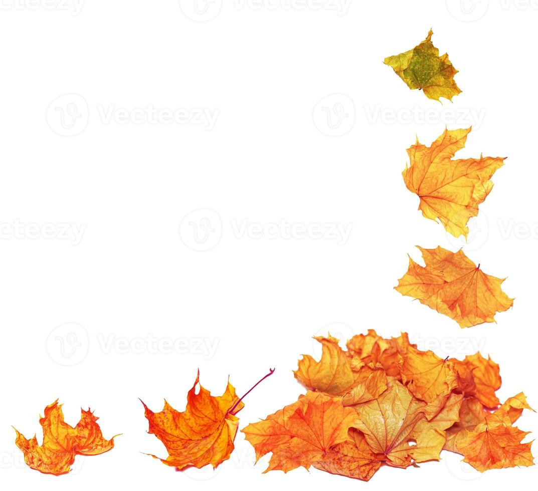 leuchtend bunte Herbstblätter. Natur foto