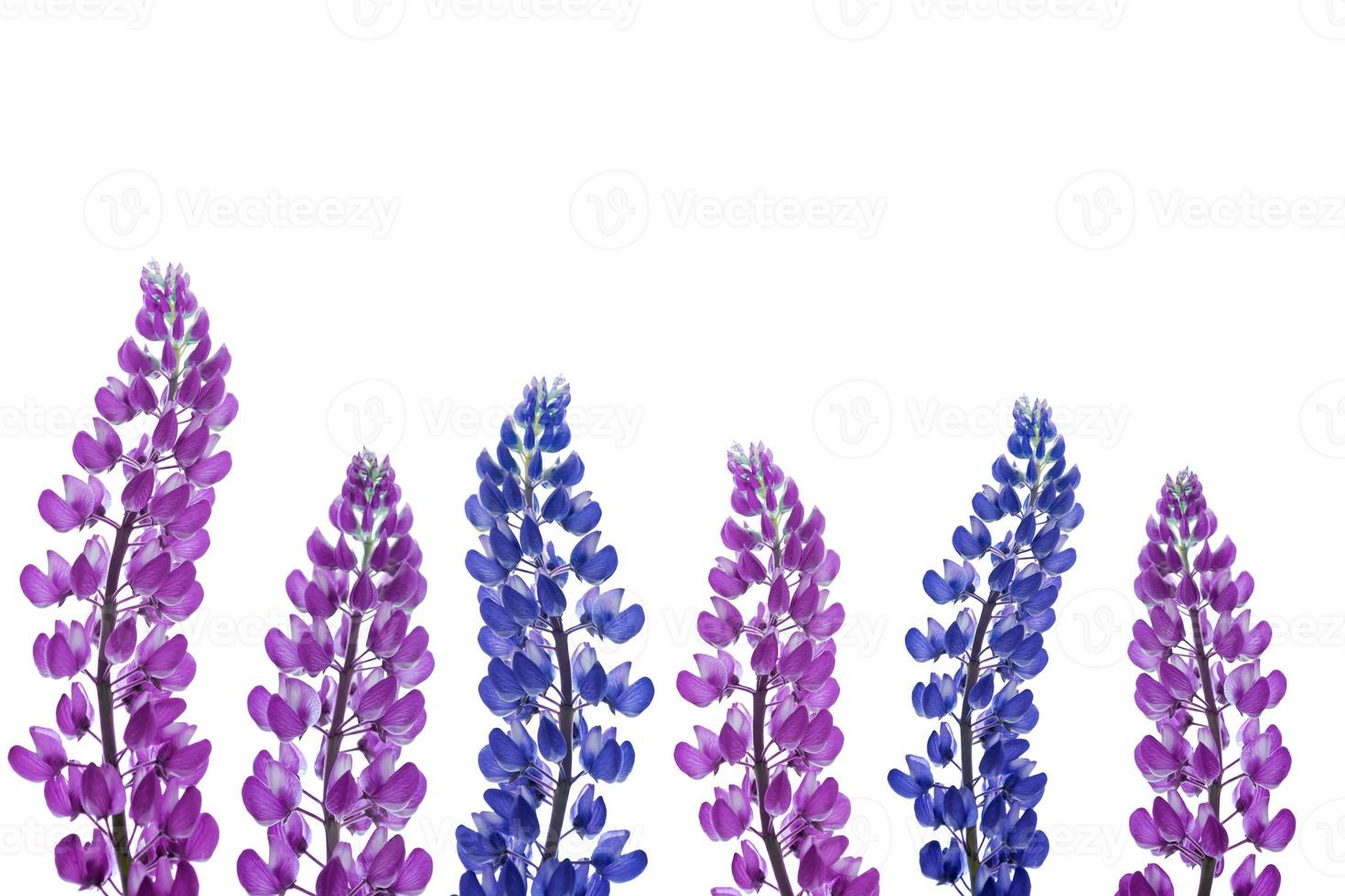 blaue Lupinen schöne Blumen auf weißem Hintergrund foto