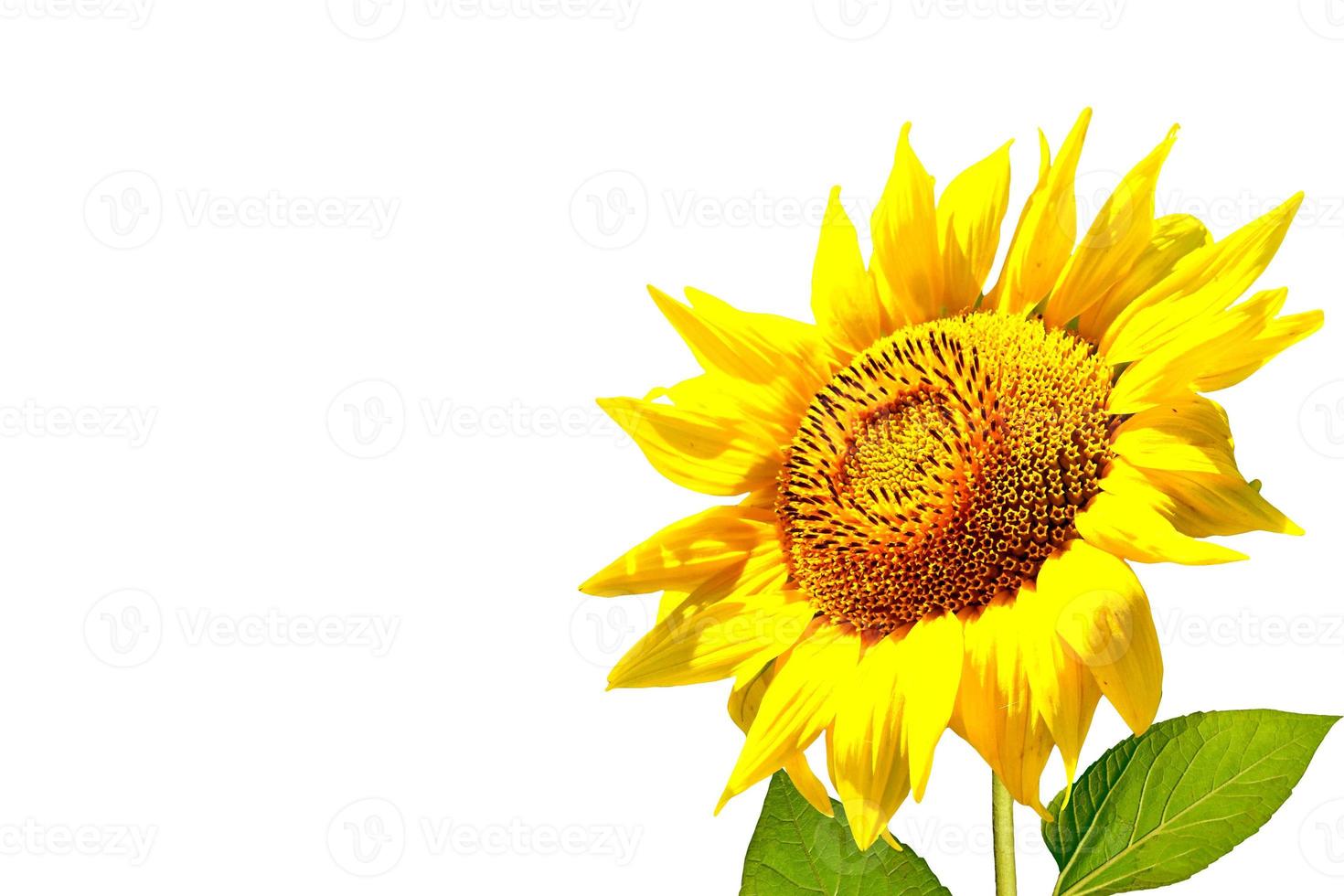 bunte Sonnenblume isoliert auf weißem Hintergrund foto