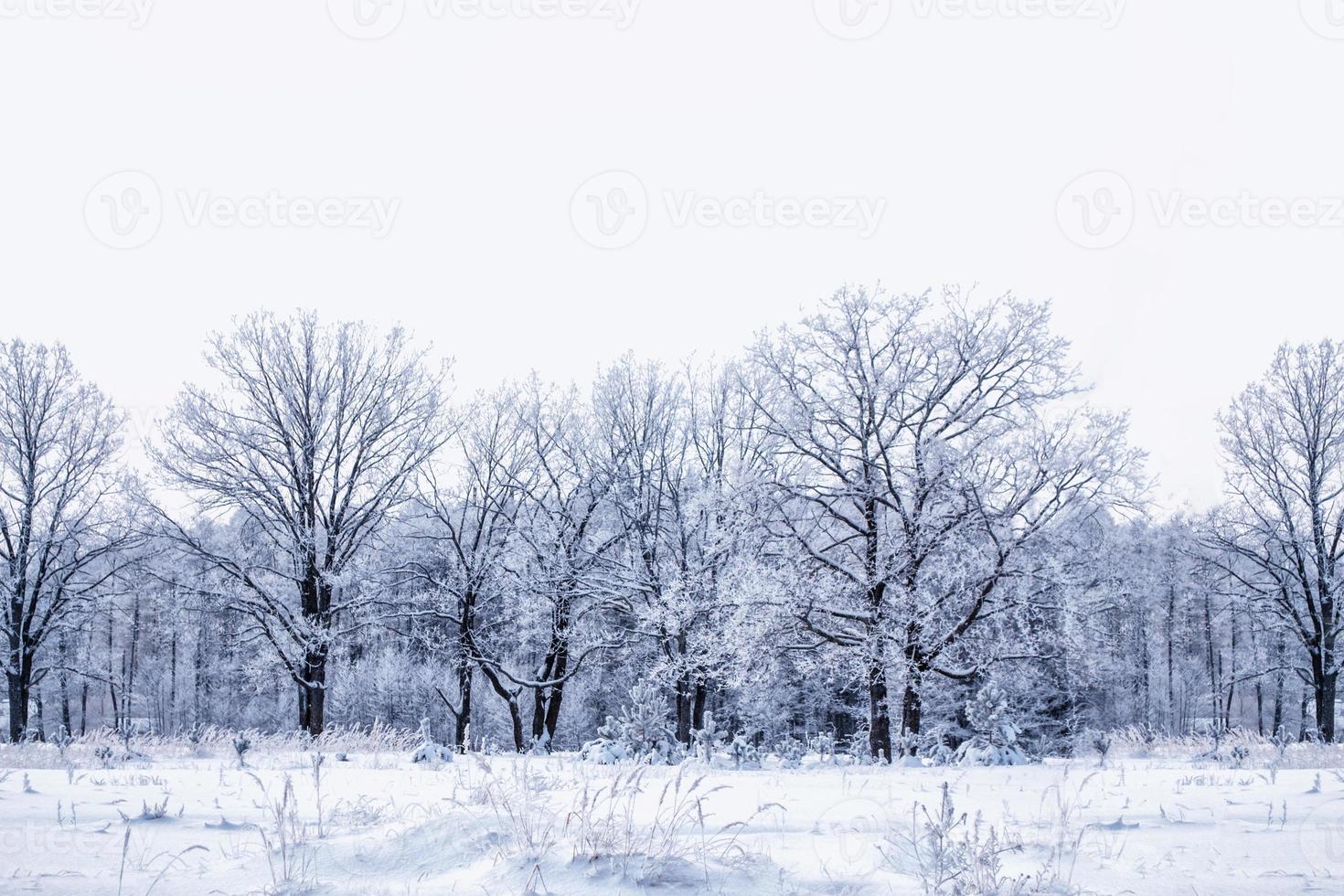 gefrorener Winterwald mit schneebedeckten Bäumen. foto