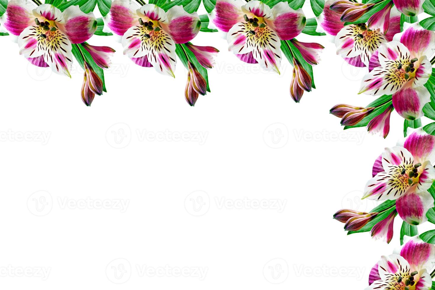 bunte helle Blumen Alstroemeria auf weißem Hintergrund. foto