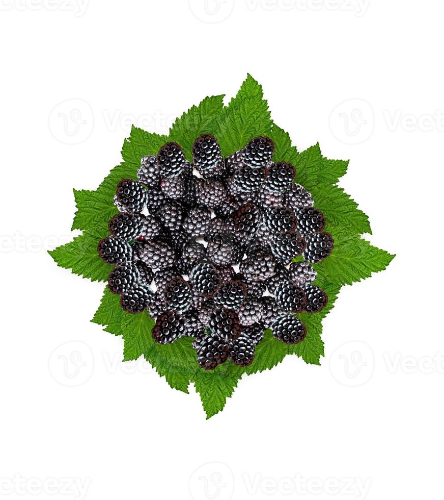 Brombeeren isoliert auf weißem Hintergrund foto