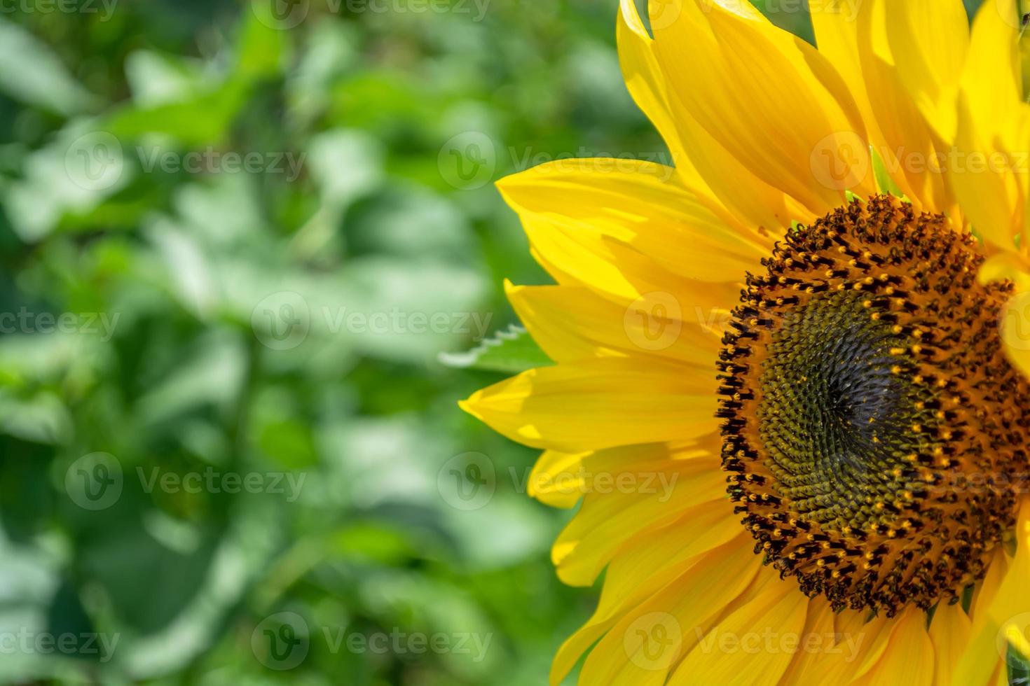 blühende gelbe sonnenblume auf dem feld foto